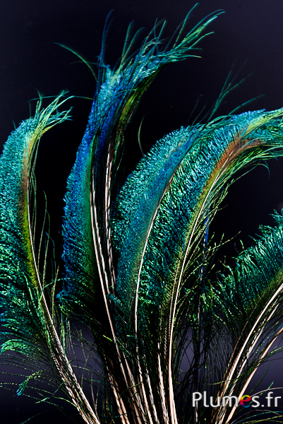 Paon bleu sabre - 40-45 cm - naturel